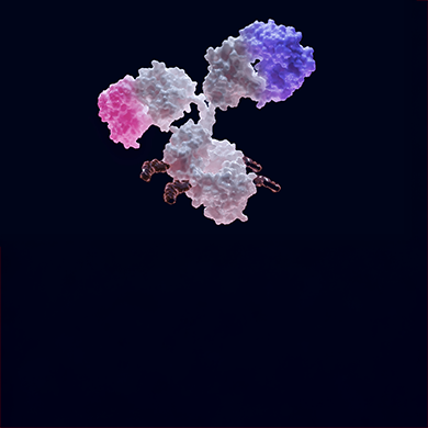 Dual Targets, Double Impact: Advancing HER2 x TROP2 Bispecific ADCs in Preclinical Development