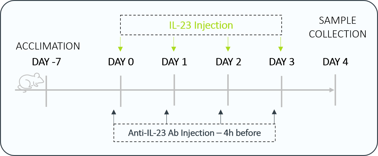 In vivo model timeline 2.png
