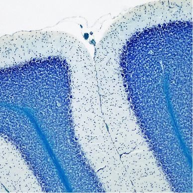 Development of a fully human anti-GITR antibody with potent antitumor activity using H2L2 mice