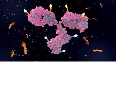 More Than the Sum of Parts: Dual-Payload ADCs and the Art of DAR Optimization