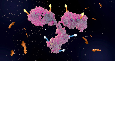 More Than the Sum of Parts: Dual-Payload ADCs and the Art of DAR Optimization