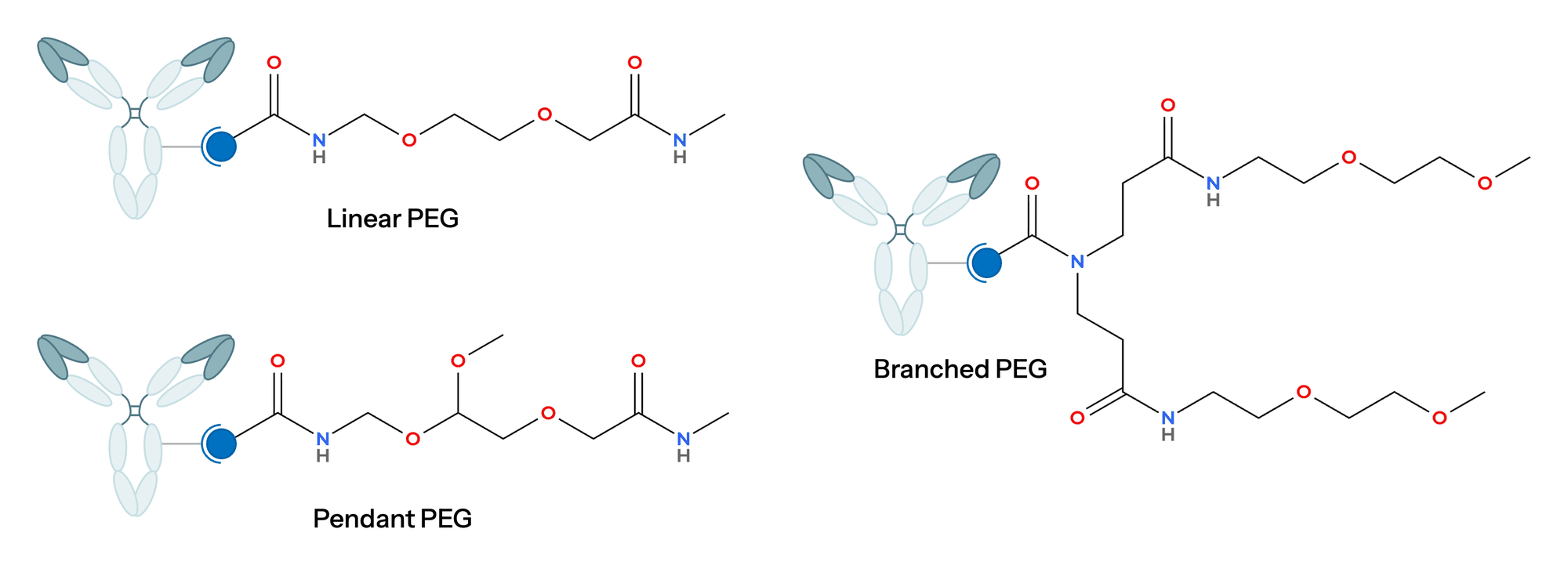 Chemical structures of three PEG spacer topologies on an antibody: a linear PEG chain, a pendant PEG side chain and a branched PEG with two arms.